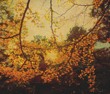 On Listening To Trees by Albarran Cabrera