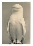 Nusa by Masao Yamamoto and Akira Uchida (Book)