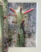 Cactus Photographs
